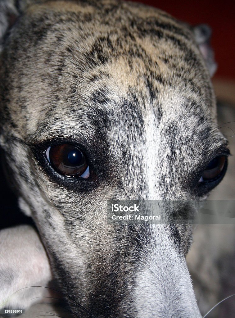 Whisky-Windhund - Lizenzfrei Anzünden Stock-Foto