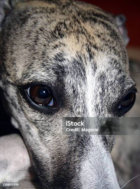 Whiskywindhund Stockfoto und mehr Bilder von Anzünden - Anzünden, Der Weg nach vorne, Erwachsene Person