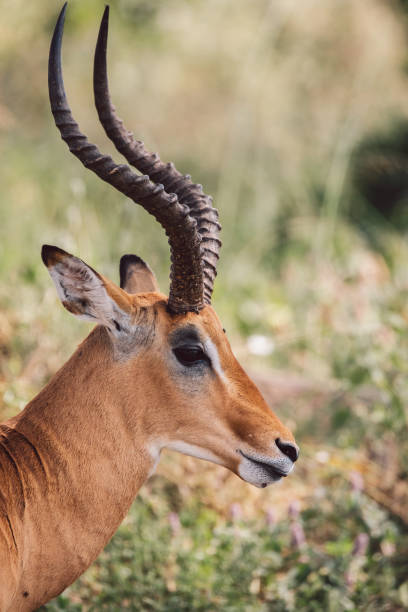 istock Close-Up Of Impala 1398959258