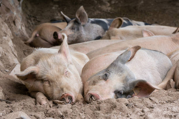 istock Free-range pigs rest on the ground 1398959909