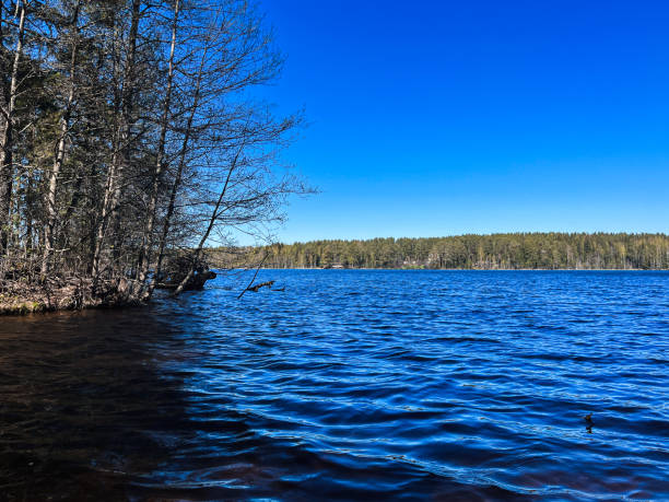 istock Blue lake in the forest 1398960057