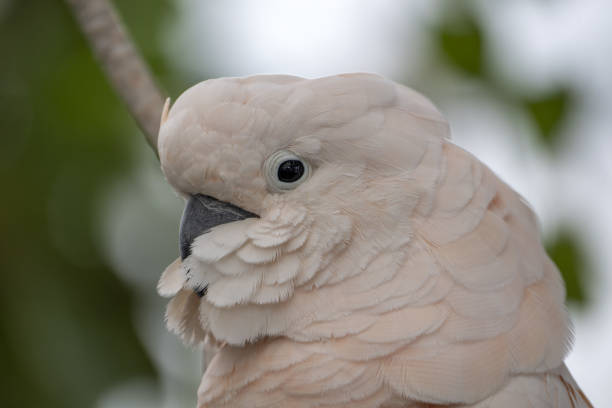 istock Pink cacatua bird close up 1398960139