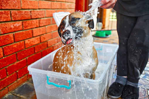 A brown dog being washed in a tub