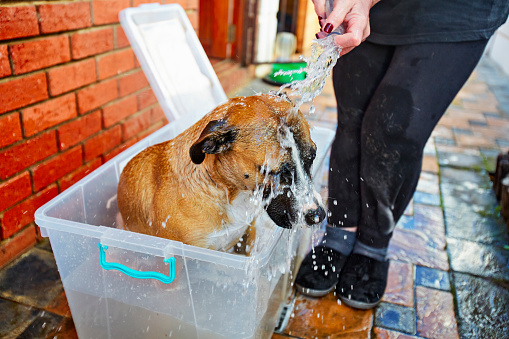 A brown dog being washed in a tub