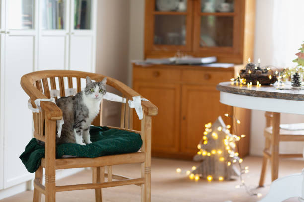 It is chritms time, atabby cat with white spots is sitting on wooden chair decorated with christmas garlands, christmas lights in background
