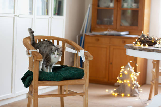 It is chritms time, atabby cat with white spots is standing on wooden chair decorated with christmas garlands, christmas lights in background