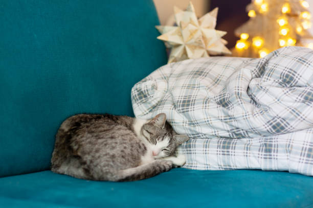istock Cute tabby cat with white spots sleeping on sofa during christmas time 1398961426