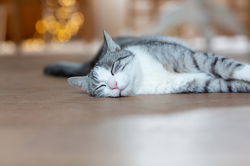 It is chritms time, a tabby cat with white spots is sleeping on wooden floor, christmas lights in background