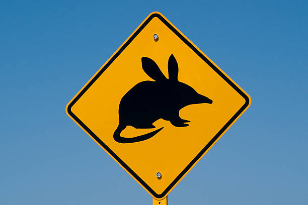 Australian bilby Sign Australian bilby Road Sign - High Resolution downunder stock pictures, royalty-free photos & images