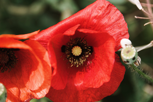 Papaver rhoeas poppy close-up