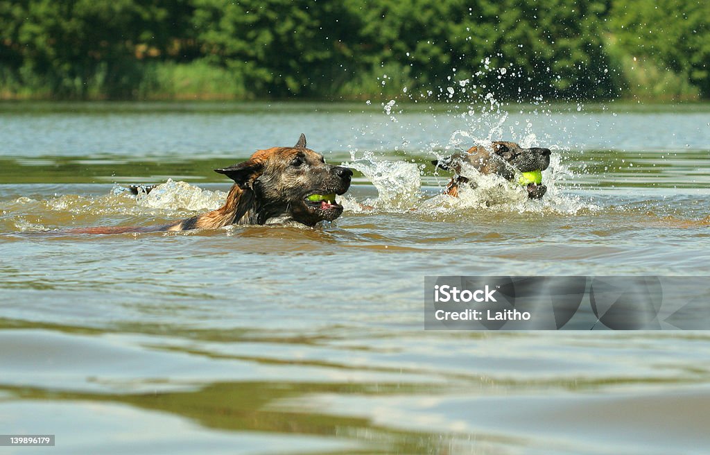 Cão swiming concorrência - Royalty-free Abanar Foto de stock