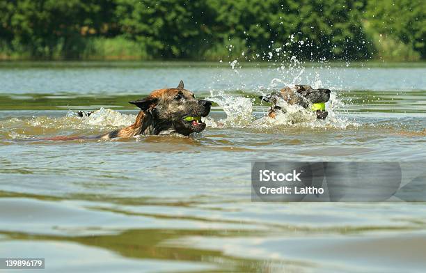 Cão Swiming Concorrência - Fotografias de stock e mais imagens de Abanar - Abanar, Amarelo, Animal de Estimação