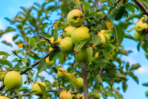 istock Green apples on the tree in orchard 1398961791