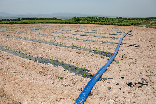 A plantation of different vegetables, with an irrigation system
