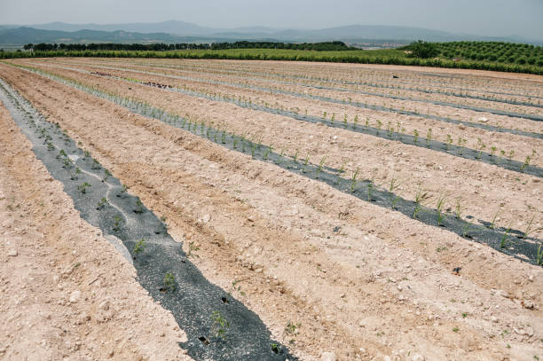 istock Vegetable plants in an orchard 1398961882