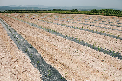 Organic vegetables plants in an orchard. The soil is covered in plastic to avoid bugs without spraying chemicals on the plants.