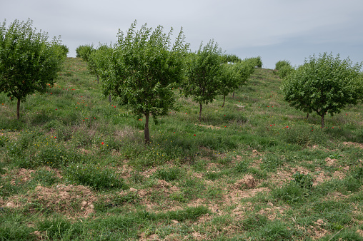 Almond tree (Prunus Dulcis) plantation