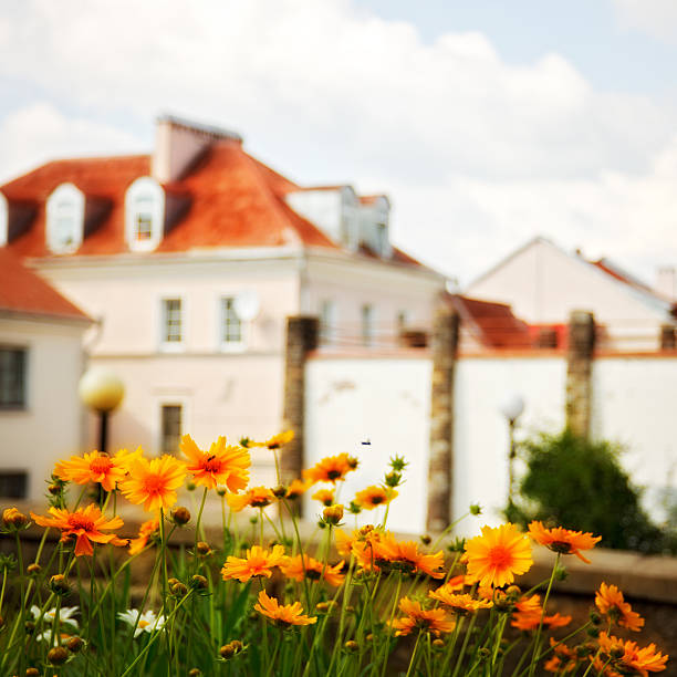 istock daisies in front of house 139896214