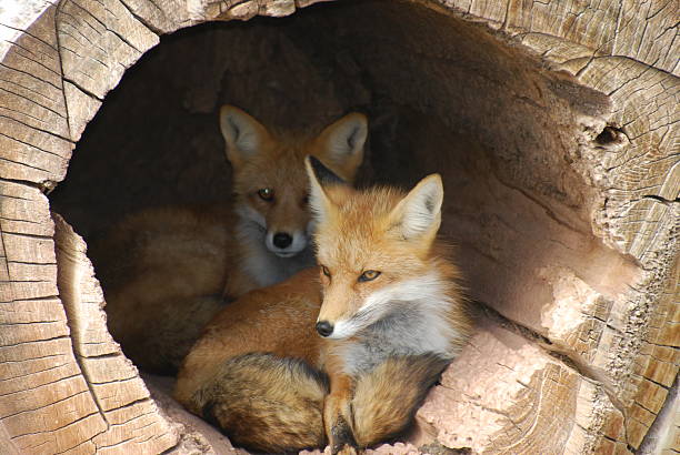 istock Twin baby red foxes hidden in a hollow log 139896249