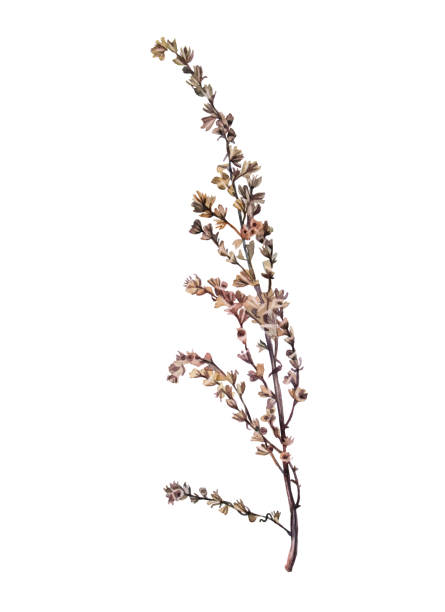 istock Watercolor dried wild flower wormwood isolated on white background. Hand-drawn brown branch herb for decor. Botanical antique illustration for wallpaper florist. Nature clipart 1398962802