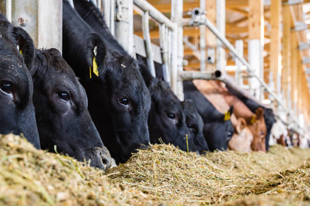Beef cattle grazing at feeding free stall lined up in a row in a modern barn house. High resolution image with plenty of copy space and selective focus technique, some Aberdeen Angus animals as a foreground.