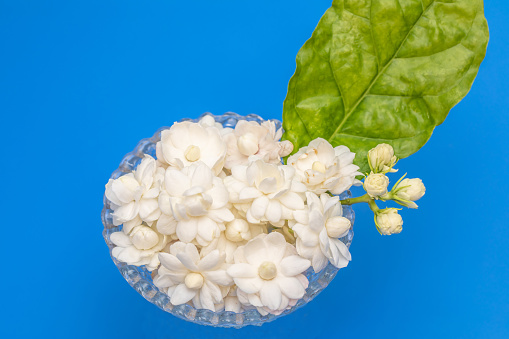 Jasmine flower over blue background. Top view image.
