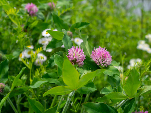 istock Red Clover and Erigeron annuus 1398962869