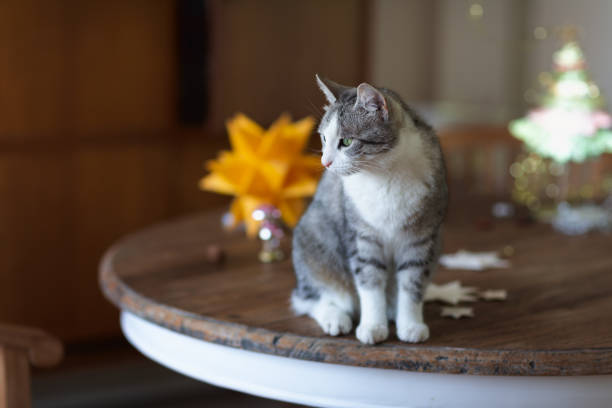 Tabby cat with white spots sitting on rustic wooden table, christmas decoration in background