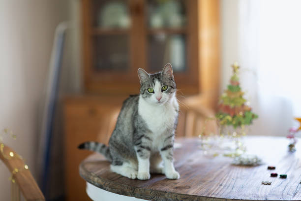 istock Cute tabby cat with white spots at Christmas time 1398963000