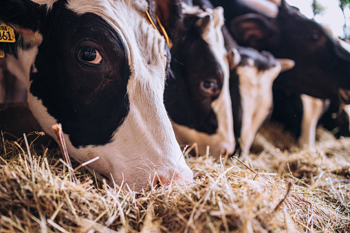 Extreme close up image of beef cattle grazing at free feeding stall lined up in a row at the barn house. High resolution image with plenty of copy space and selective focus technique.