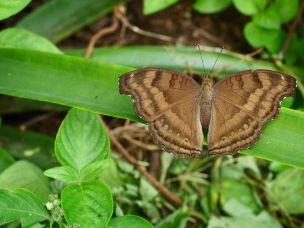 istock The Chocolate Pansy ( Junonia iphita )  butterfly on leaf 1398964001