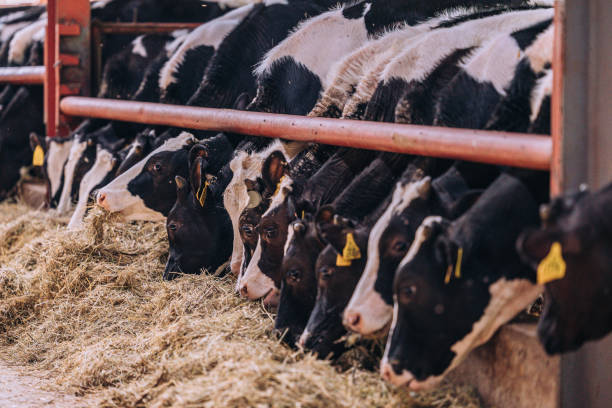 istock Beef cattle grazing at free feeding stall in a barn house - creative stock image 1398964115