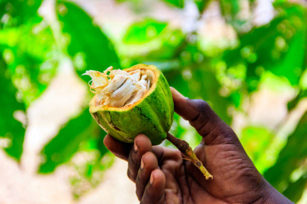 istock Green cacao fruit in farmer's hand 1398964155