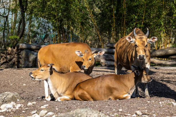 istock Banteng, Bos javanicus or Red Bull is a type of wild cattle. 1398964556