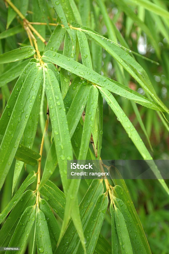 Bamboo leaves in rainy day Microscopic view of bamboo leaves Bamboo - Material Stock Photo