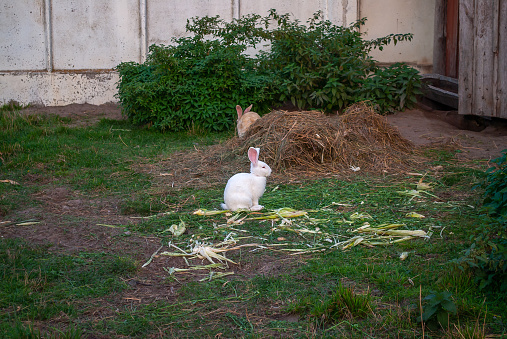 Domestic white rabbit sleeping in garden. Funny albino bunny sits with closed eyes in summer barn yard. Cute tired animal sitting napping on livestock by dirty farm wall background, selective focus