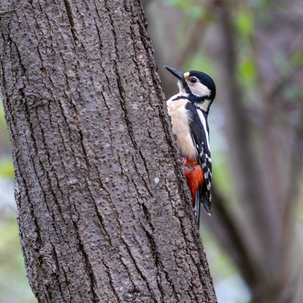 the great spotted woodpecker, dendrocopos major is sitting on the branch of tree - woodpecker major wildlife nature imagens e fotografias de stock