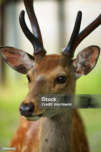 Deer - Fotografie stock e altre immagini di Ambientazione esterna - Ambientazione esterna, Animale, Animale selvatico