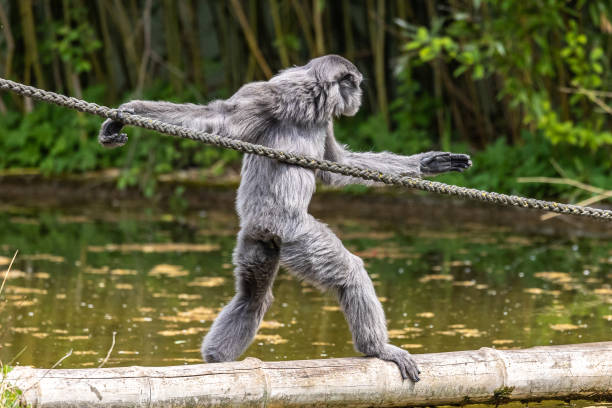 Silvery gibbon, Hylobates moloch having fun in a German park Silvery gibbon, Hylobates moloch. The silvery gibbon ranks among the most threatened species. moloch horridus stock pictures, royalty-free photos & images