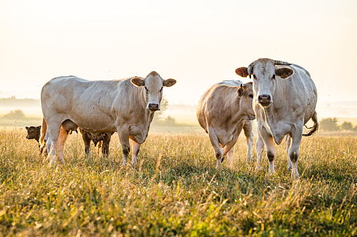 Pure Chianina breed cattle durning the early hours of the day, sunlit from behind and morning mist as a background. Some animals looking directly into the camera. High resolution image with plenty of copy space.