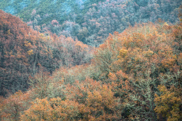 позднеосенний лиственный лес в сеоане-ду-курель - mistic стоковые фото и изображения