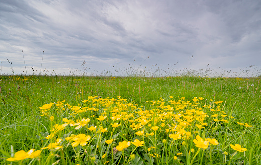 Buttercup wildflowers in a meadow with fresh green grass during springtime with a cloudy sky above in the IJsseldelta region near Kampen in Overijssel, Netherlands.