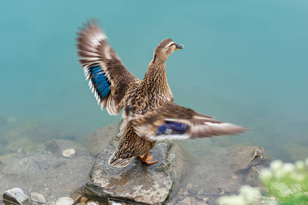 mallard duck, standing on the shore, flapping its wings, blurred in motion