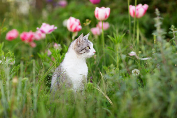Tabby cat with white spots in a flower bed, it is springtime and there are some pink tulips in the background