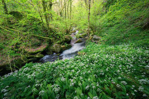 Spectacular flowering of wild garlic adorns the bottom of a valley in the Serra do Courel Galicia