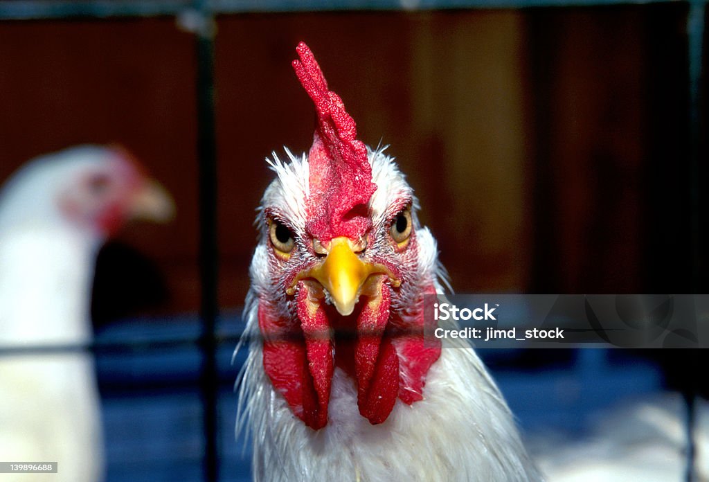 Coq en cage - Photo de Poulet - Volaille domestique libre de droits