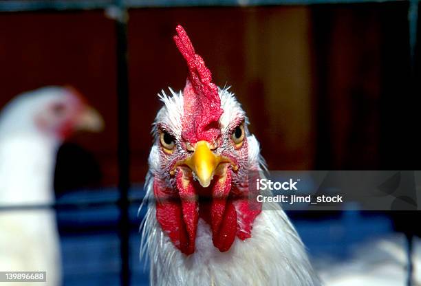 Photo libre de droit de Coq En Cage banque d'images et plus d'images libres de droit de Poulet - Volaille domestique - Poulet - Volaille domestique, Contrarié, Méchanceté