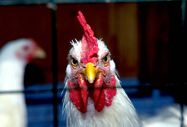 Caged Rooster stock photo