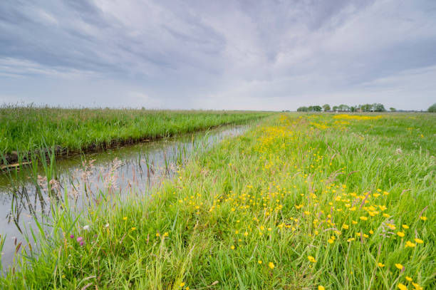 istock Buttercup wildflowers in a meadow during springtime 1398966889