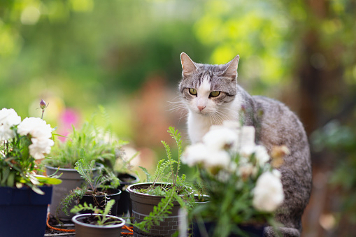 Tabby cat with white spots sitting on table outdoors in springtime, surrounded by pots with young flower plants